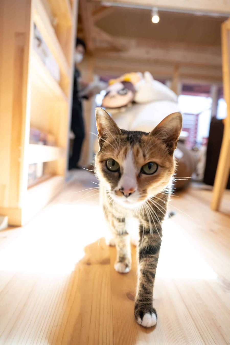 ネクストハウスデザインの施工事例画像